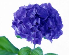 Tapeta Nature Flowers 519.jpg